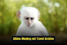 albino-monkey.net travel archives