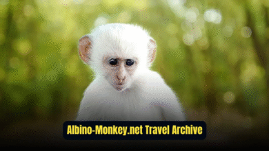 albino-monkey.net travel archives